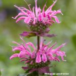 Монарда - душистое украшение территории любого сада