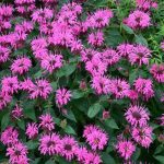 Монарда - душистое украшение территории любого сада