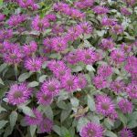 Монарда - душистое украшение территории любого сада