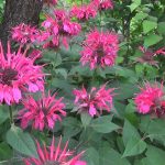 Монарда - душистое украшение территории любого сада