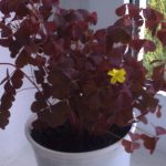 Оксалис (кислица): секреты ухода в домашних условиях и саду