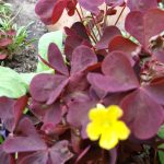 Оксалис (кислица): секреты ухода в домашних условиях и саду