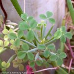 Оксалис (кислица): секреты ухода в домашних условиях и саду