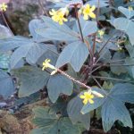 Оксалис (кислица): секреты ухода в домашних условиях и саду