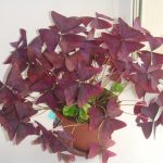 Оксалис (кислица): секреты ухода в домашних условиях и саду