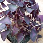 Оксалис (кислица): секреты ухода в домашних условиях и саду