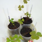 Оксалис (кислица): секреты ухода в домашних условиях и саду