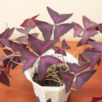 Оксалис (кислица): секреты ухода в домашних условиях и саду