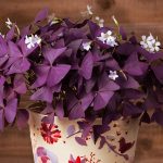 Оксалис (кислица): секреты ухода в домашних условиях и саду