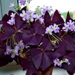 Оксалис (кислица): секреты ухода в домашних условиях и саду