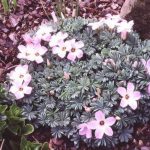 Оксалис (кислица): секреты ухода в домашних условиях и саду