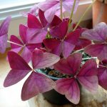 Оксалис (кислица): секреты ухода в домашних условиях и саду