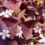 Оксалис (кислица): секреты ухода в домашних условиях и саду