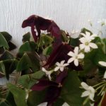 Оксалис (кислица): секреты ухода в домашних условиях и саду