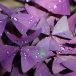 Оксалис (кислица): секреты ухода в домашних условиях и саду