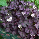 Оксалис (кислица): секреты ухода в домашних условиях и саду