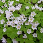 Оксалис (кислица): секреты ухода в домашних условиях и саду