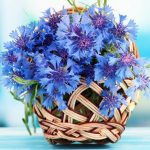 Васильки - одно из самых красивых растений в вашем саду