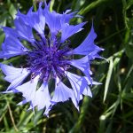 Васильки - одно из самых красивых растений в вашем саду