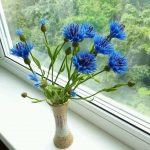 Васильки - одно из самых красивых растений в вашем саду