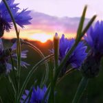 Васильки - одно из самых красивых растений в вашем саду