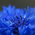 Васильки - одно из самых красивых растений в вашем саду