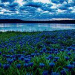 Васильки - одно из самых красивых растений в вашем саду