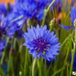 Васильки - одно из самых красивых растений в вашем саду