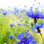 Васильки - одно из самых красивых растений в вашем саду