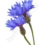 Васильки - одно из самых красивых растений в вашем саду