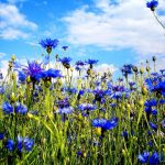 Васильки - одно из самых красивых растений в вашем саду