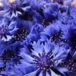 Васильки - одно из самых красивых растений в вашем саду