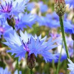 Васильки - одно из самых красивых растений в вашем саду