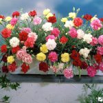 Выращивание гвоздики на даче: советы по размножению и уходу