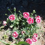 Выращивание гвоздики на даче: советы по размножению и уходу