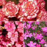 Выращивание гвоздики на даче: советы по размножению и уходу