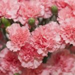 Выращивание гвоздики на даче: советы по размножению и уходу