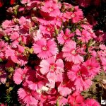 Выращивание гвоздики на даче: советы по размножению и уходу