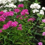 Выращивание гвоздики на даче: советы по размножению и уходу