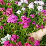 Выращивание гвоздики на даче: советы по размножению и уходу