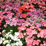 Выращивание гвоздики на даче: советы по размножению и уходу