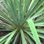 Юкка нитчатая: ботаническое описание и правила агротехники