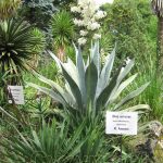 Юкка нитчатая: ботаническое описание и правила агротехники