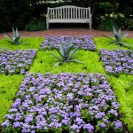 Неувядающая красота агератума