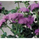 Неувядающая красота агератума