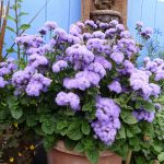 Неувядающая красота агератума