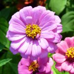 Скромные и очаровательные циннии