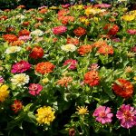 Скромные и очаровательные циннии