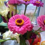 Скромные и очаровательные циннии