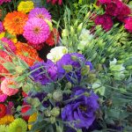 Скромные и очаровательные циннии